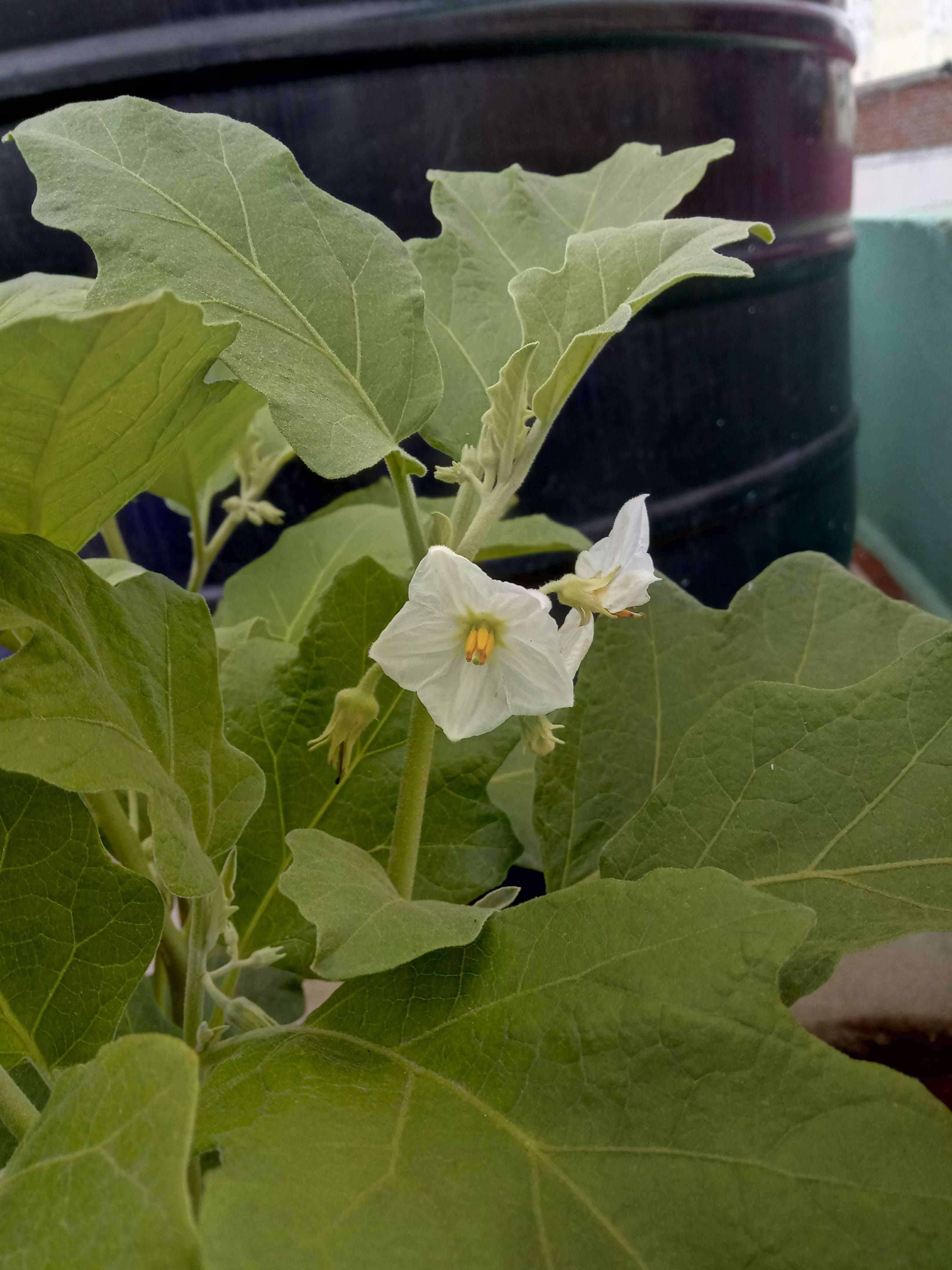 Image of eggplant