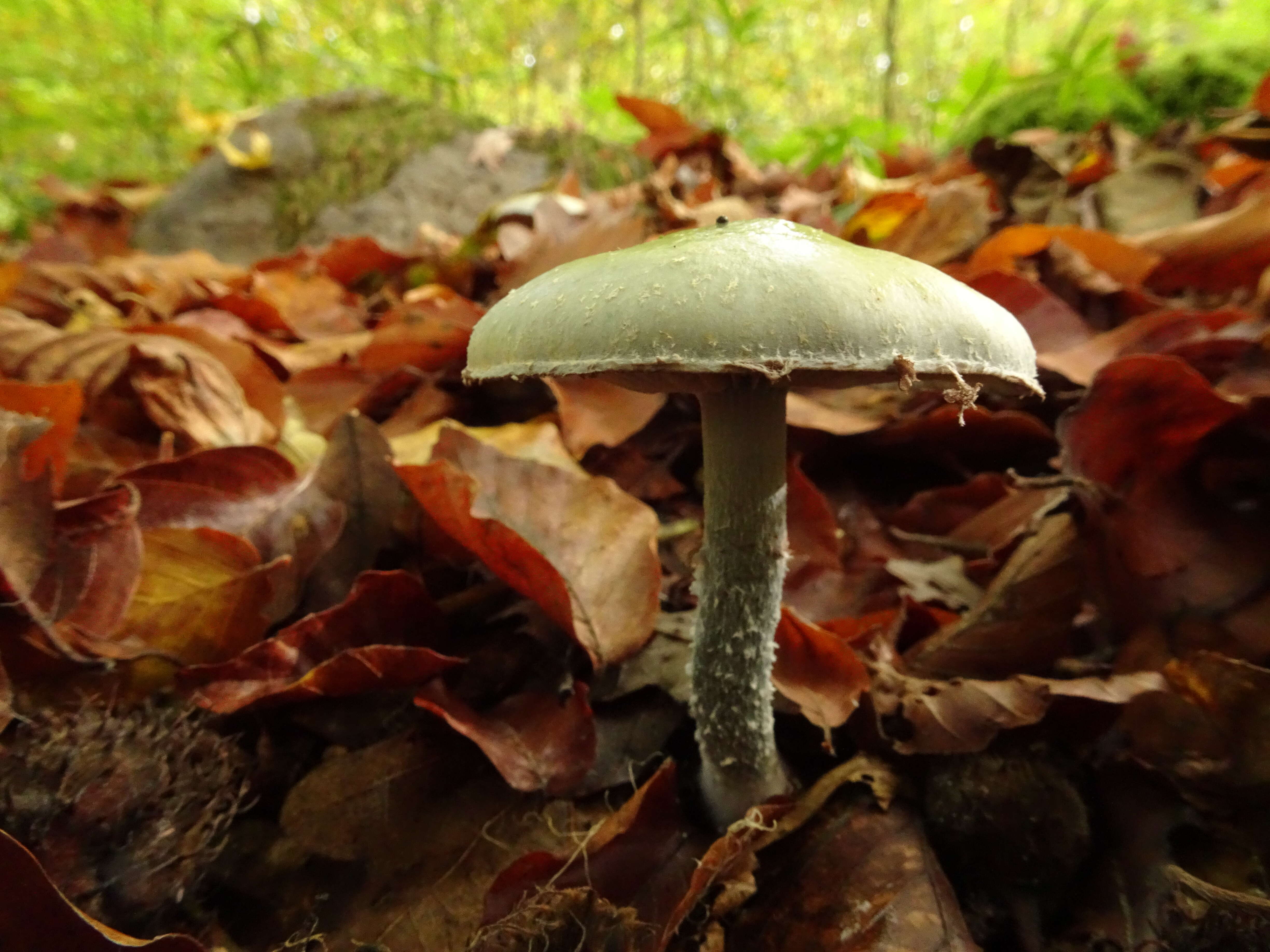 Image of Stropharia aeruginosa (Curtis) Quél. 1872