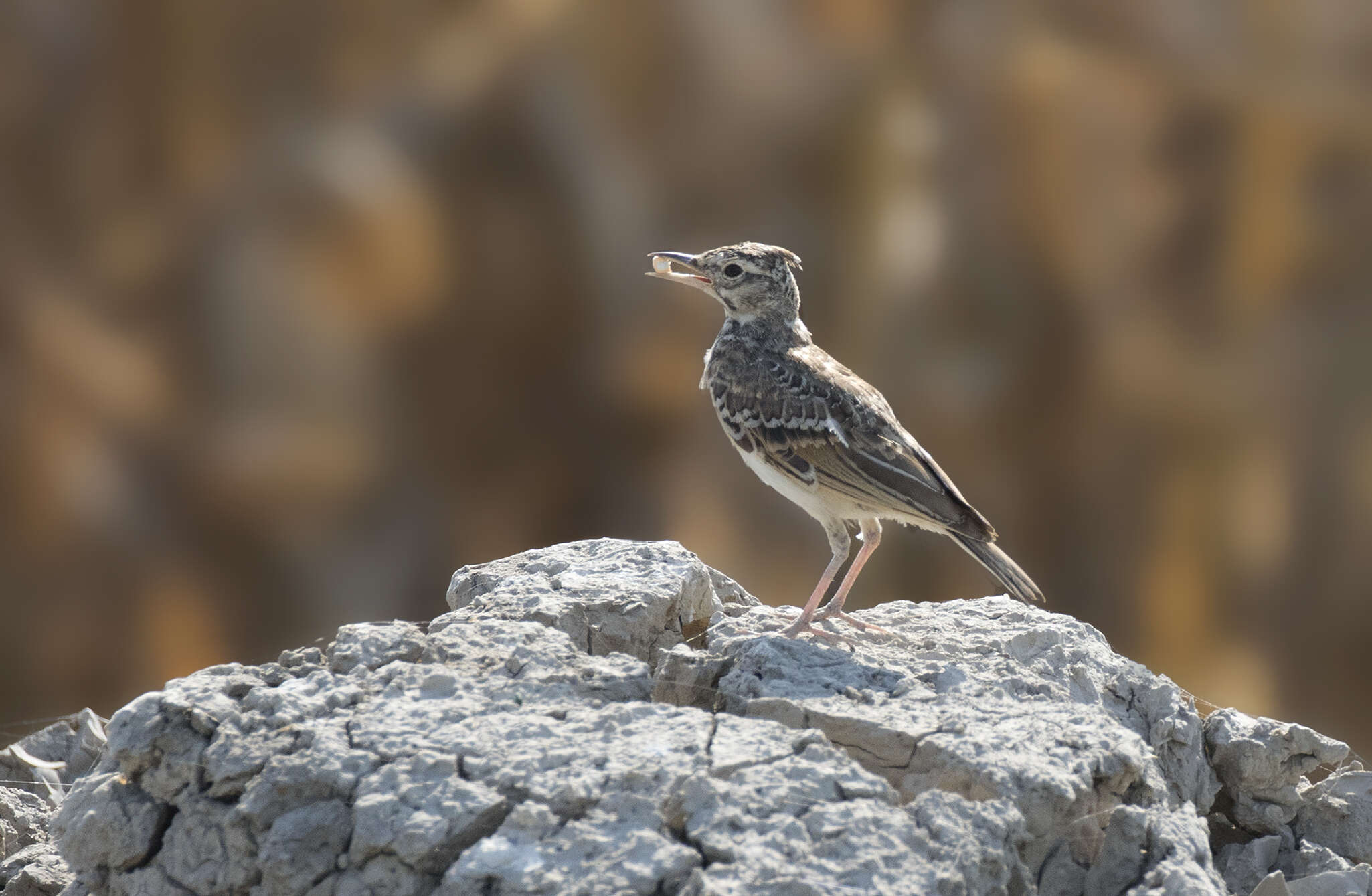 Image of Skylark