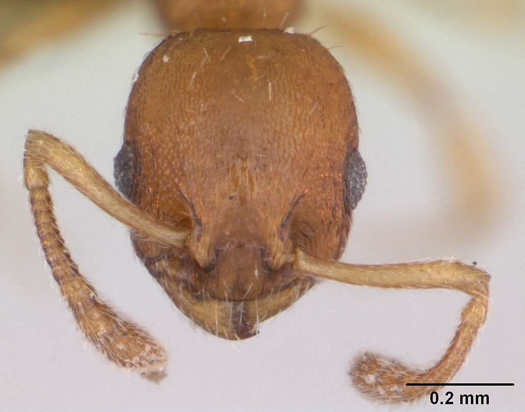 Image of Temnothorax parvulus