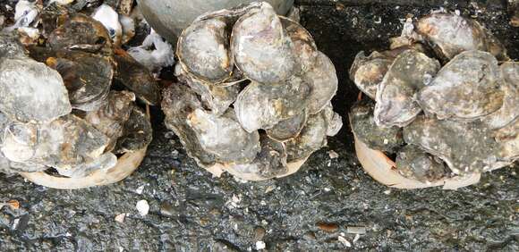 Image of Slipper cupped oyster