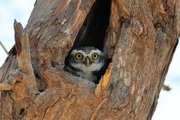 Image of Indian Eagle-Owl