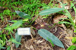 Image of Philodendron martianum Engl.