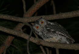 Image of Western Screech Owl