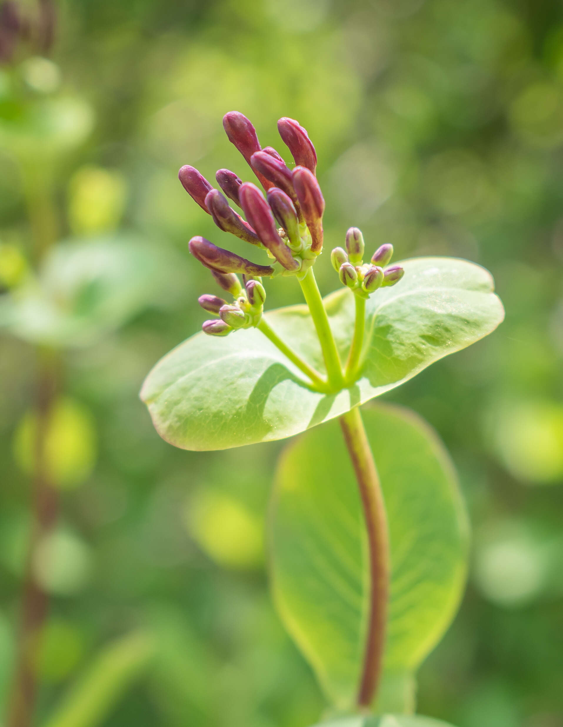 Image of Etruscan honeysuckle