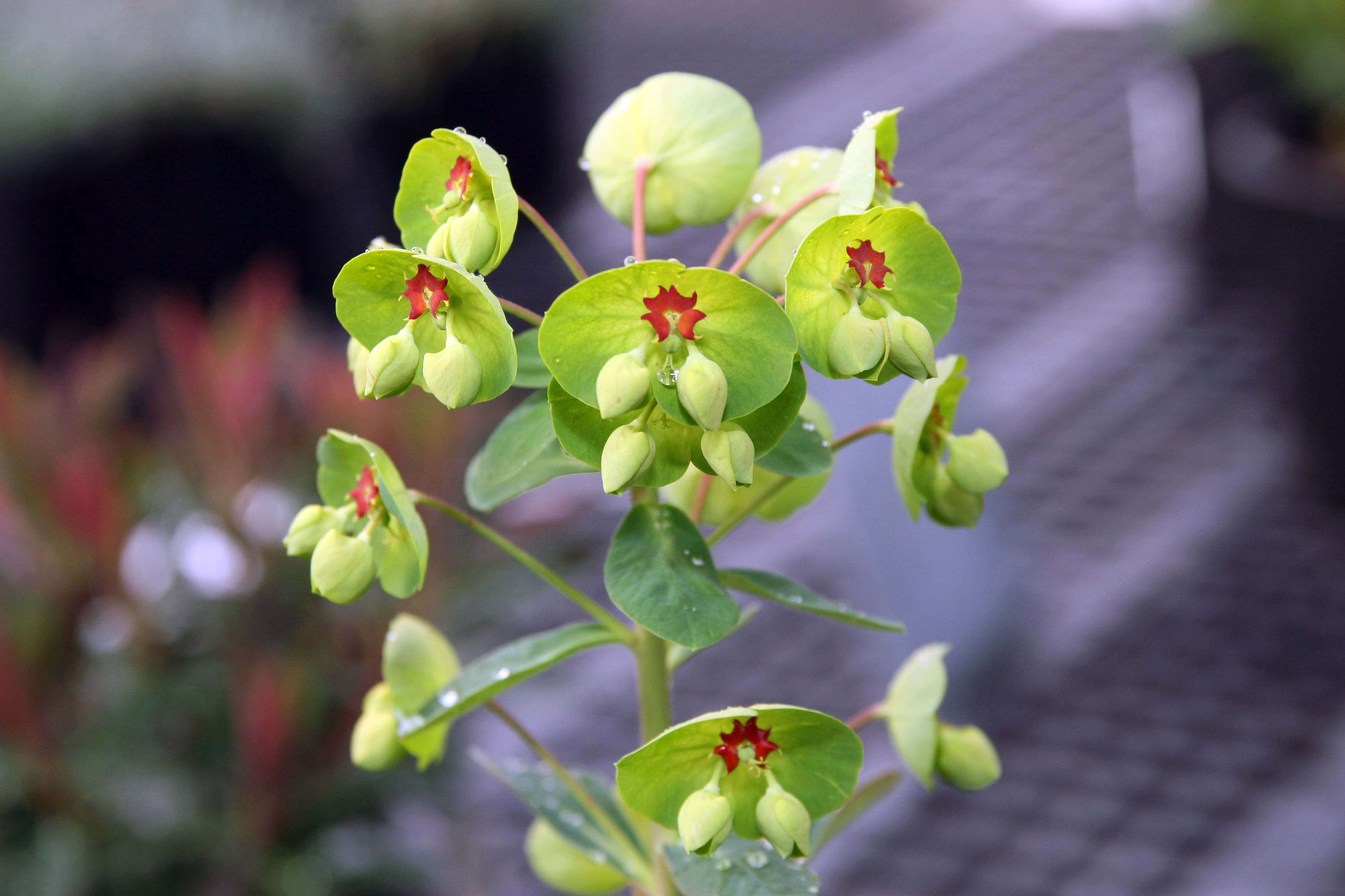 Image of Euphorbia martini Rouy