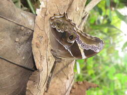 Image of Bamboo Tree Brown