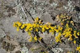 Imagem de Genista pilosa L.