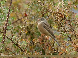 Image of Grey-necked Bunting