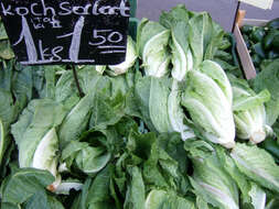 Image of Lactuca sativa var. longifolia