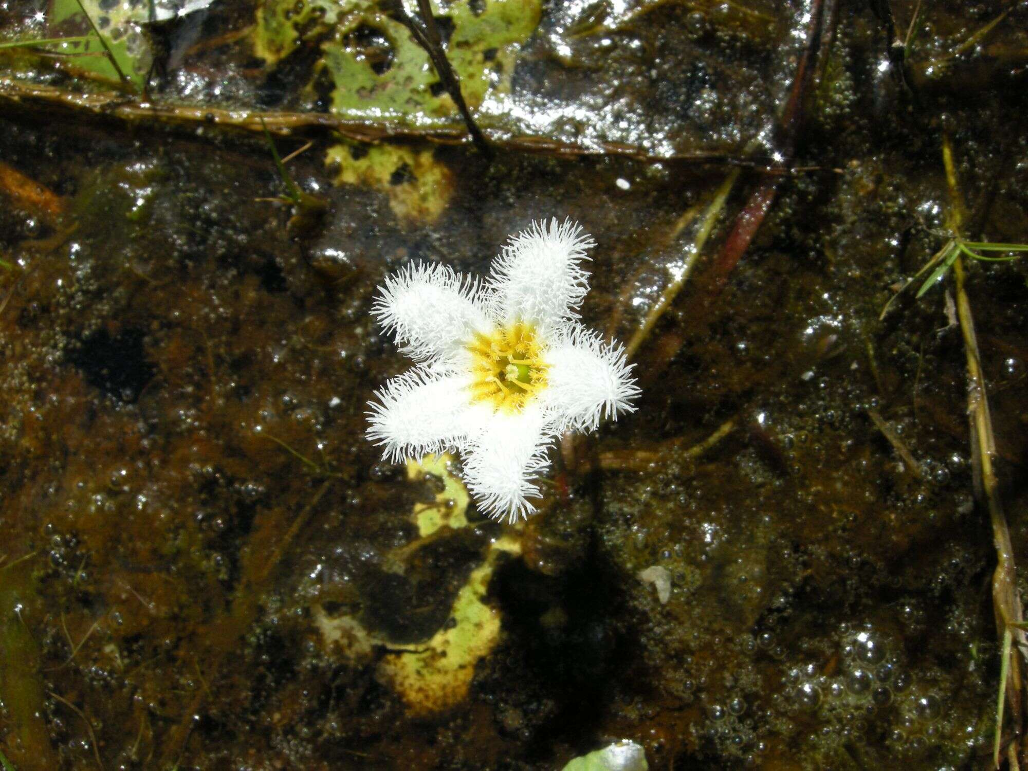 Image of Water-snowflake