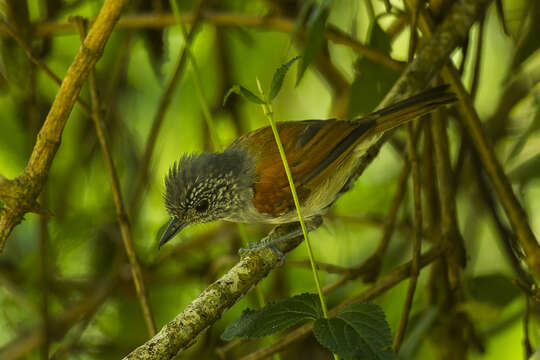 Image of Rufous-backed Antvireo