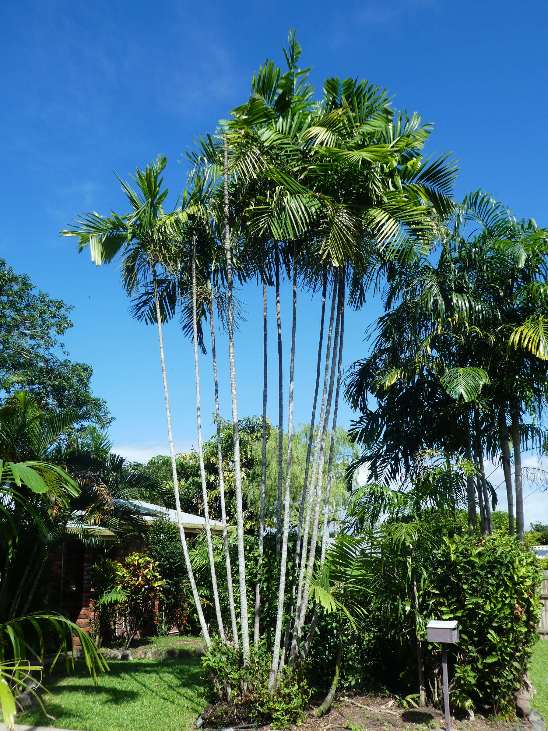 Image of Macarthur Palm