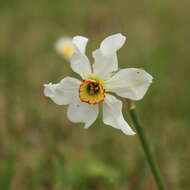 Image of Pheasant's-eye narcissus