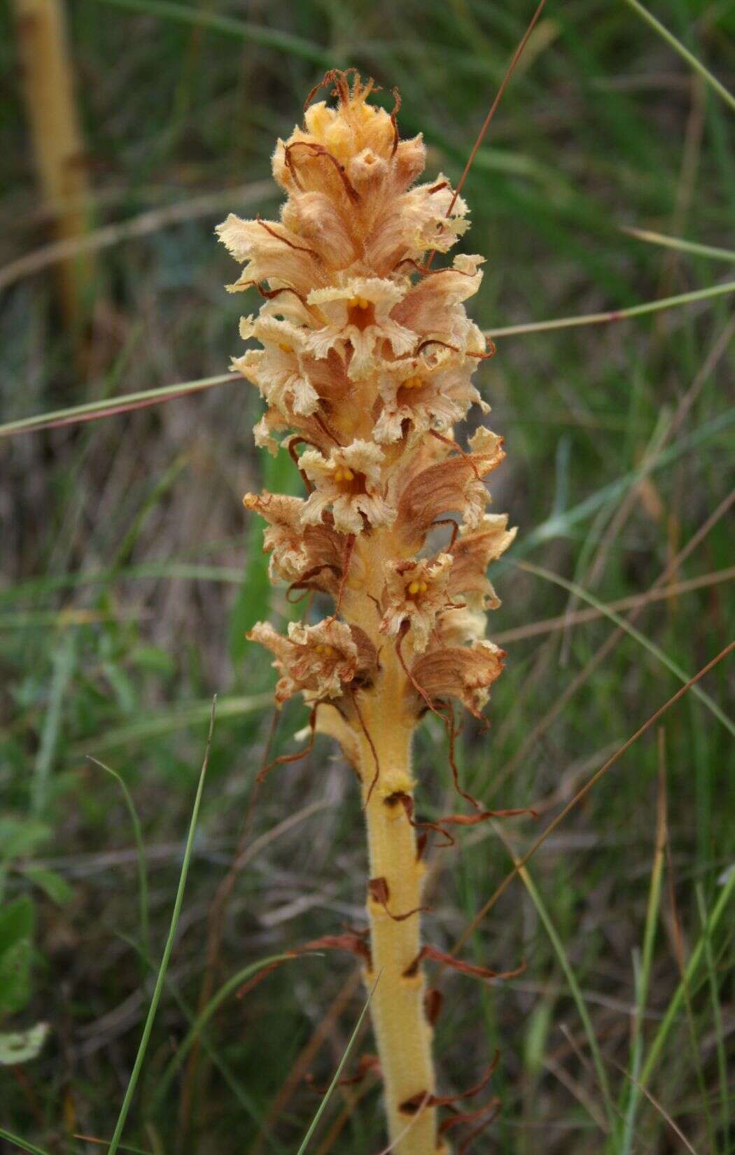 Imagem de Orobanche elatior Sutton