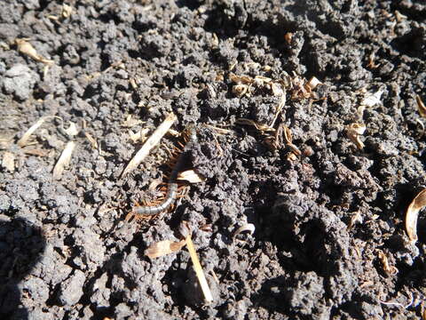 Image of Mediterranean banded centipede