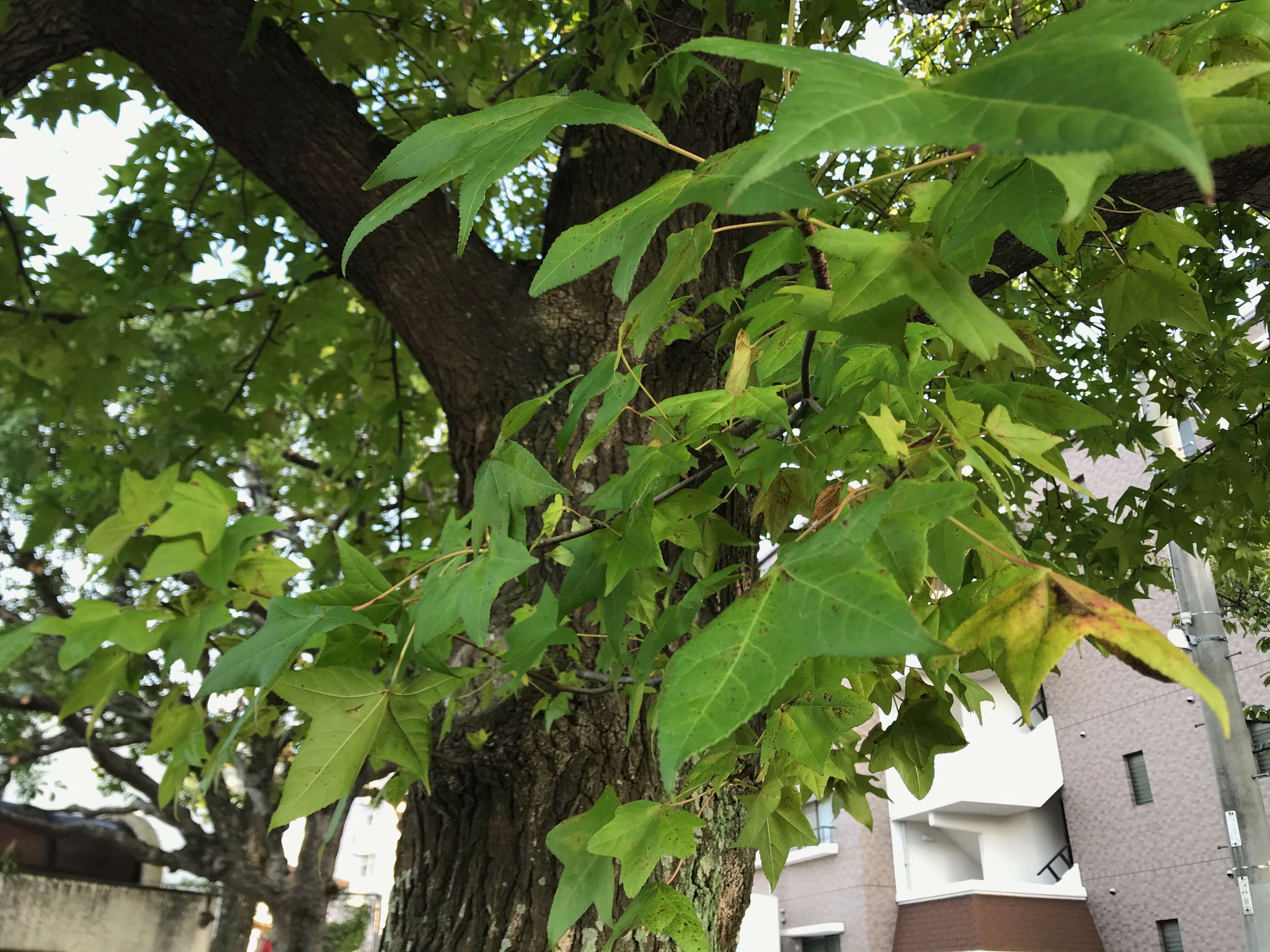 Image of American Sweetgum