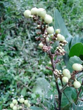 Image of Glycosmis pentaphylla (Retz.) Correa