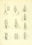 صورة Hemitrygon sinensis (Steindachner 1892)