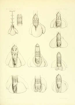 صورة Hemitrygon sinensis (Steindachner 1892)