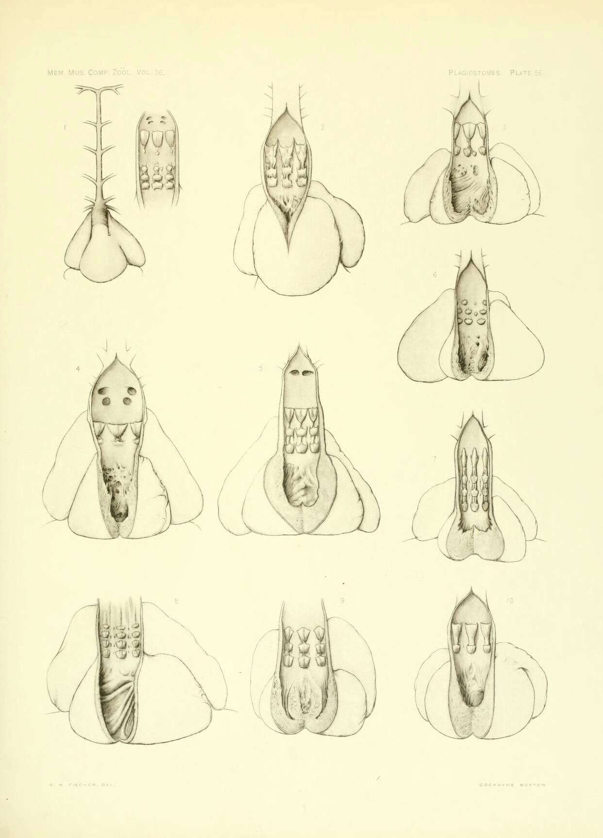 Imagem de Hemitrygon sinensis (Steindachner 1892)