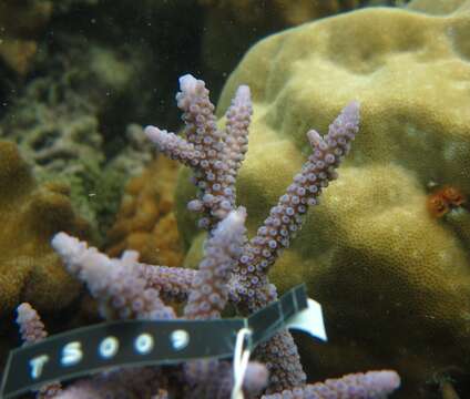 Image of Staghorn coral