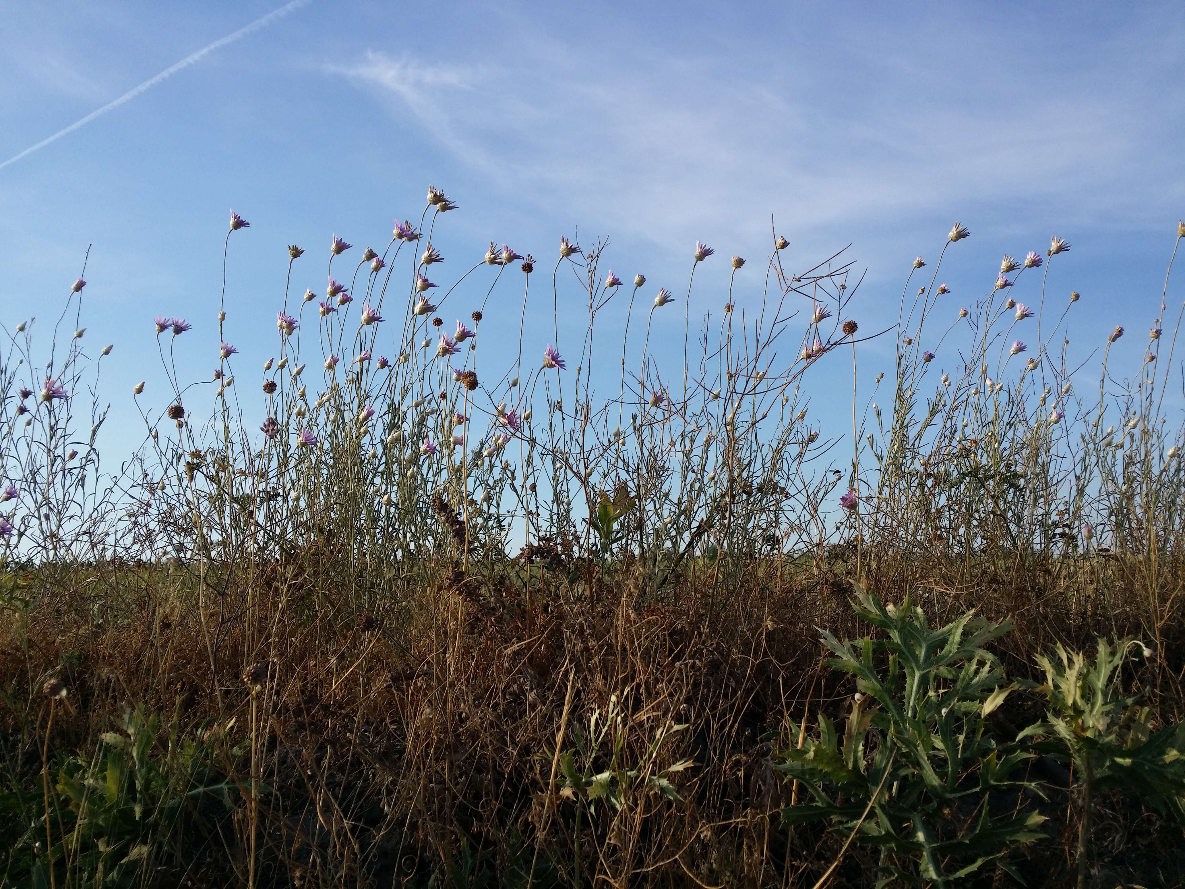 Image of Xeranthemum annuum L.