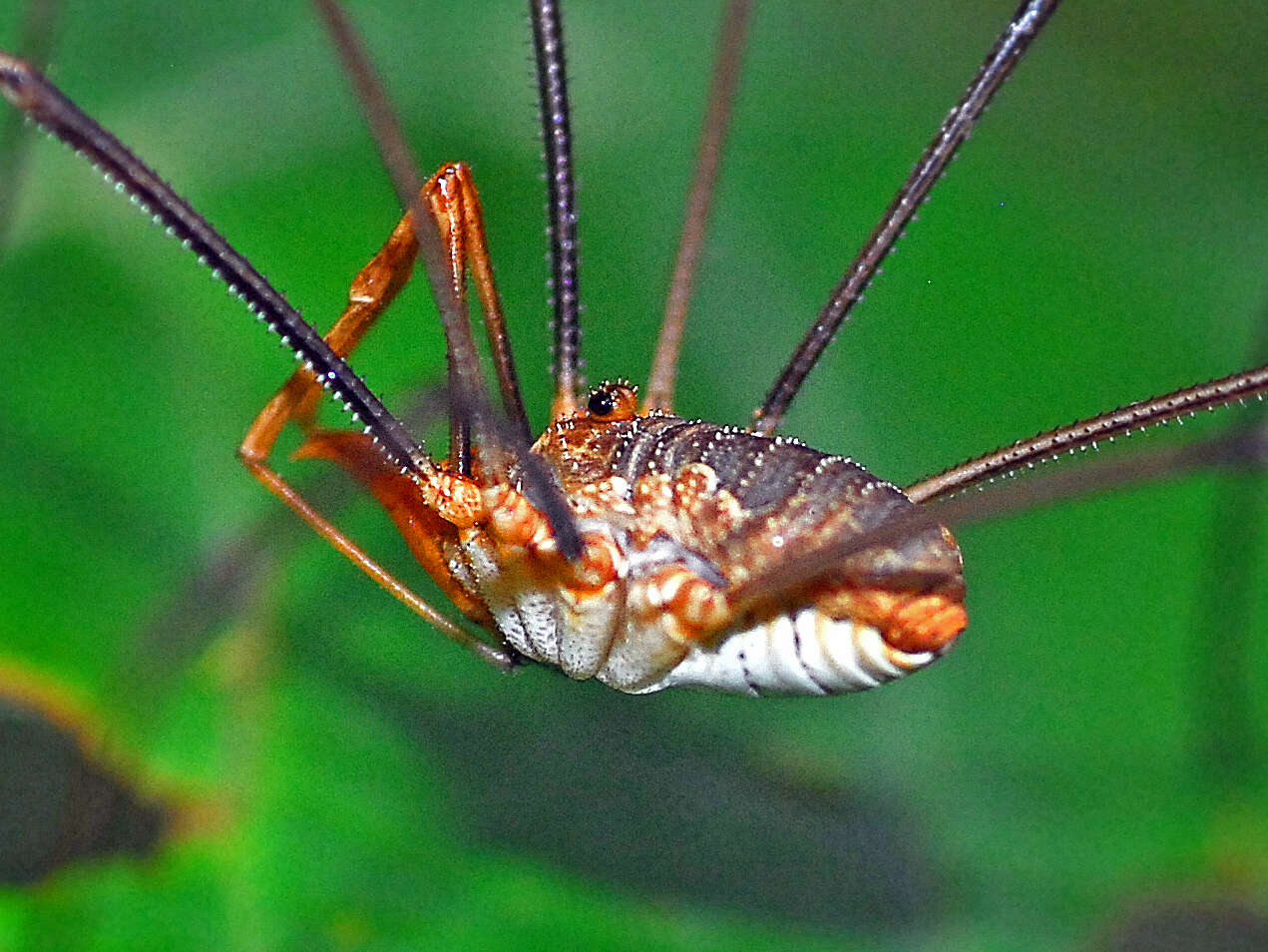 Image of Daddy longleg