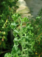 Image of Pelargonium crispum (Berg.) L'Her.