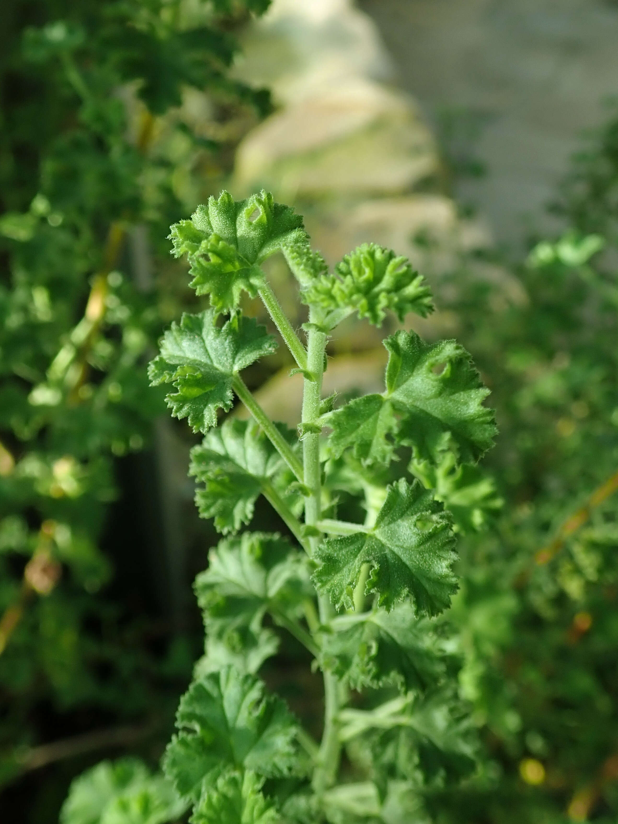 Image of Pelargonium crispum (Berg.) L'Her.