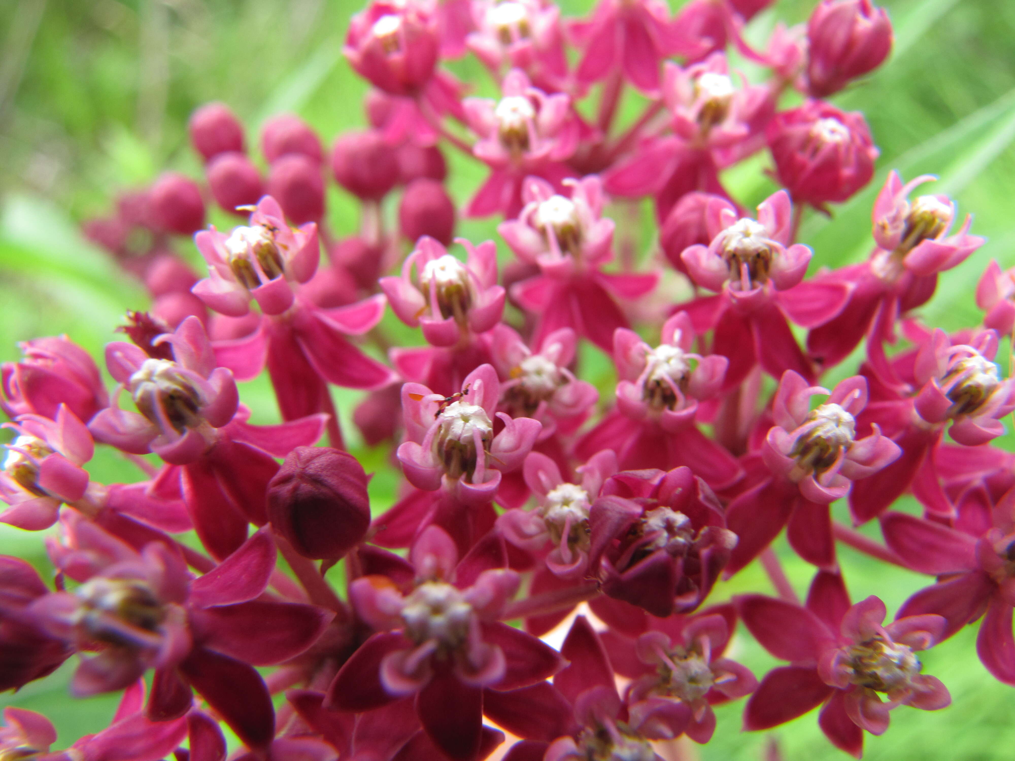 Imagem de Asclepias incarnata L.