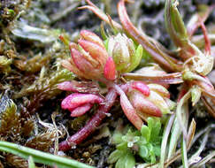 Crassula decumbens Thunb. resmi