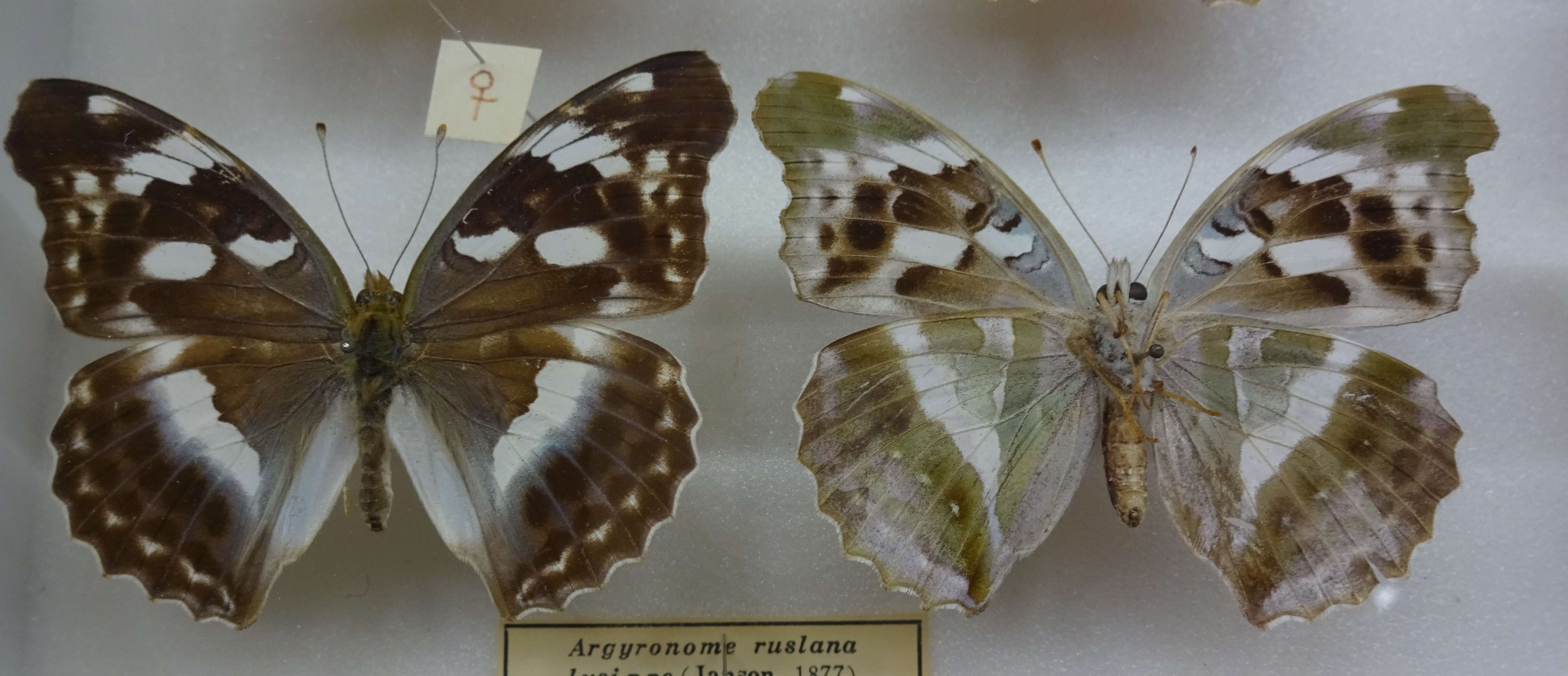 Image of Argynnis sagana