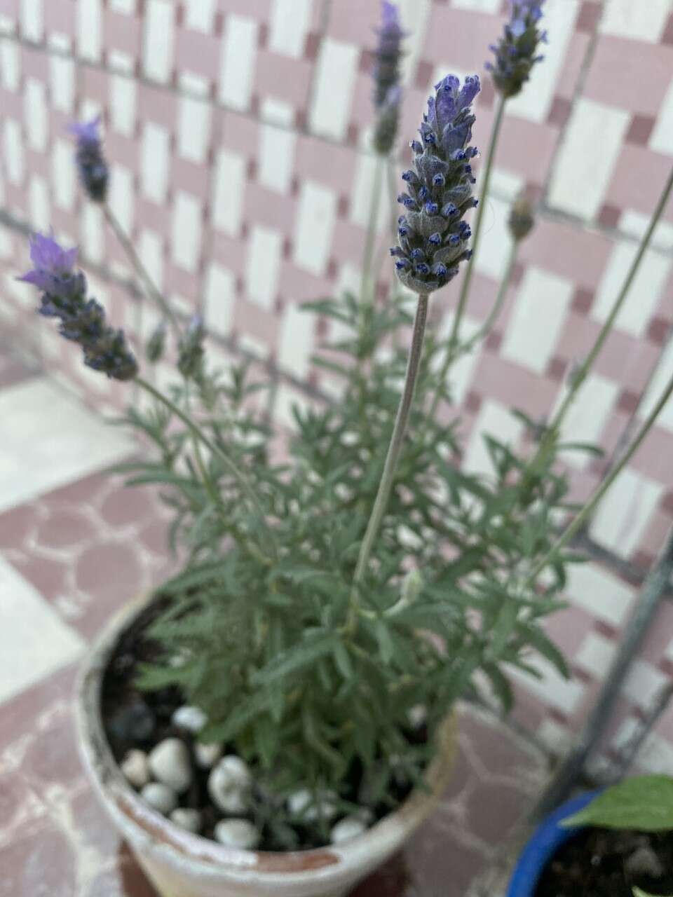 Image of French lavender