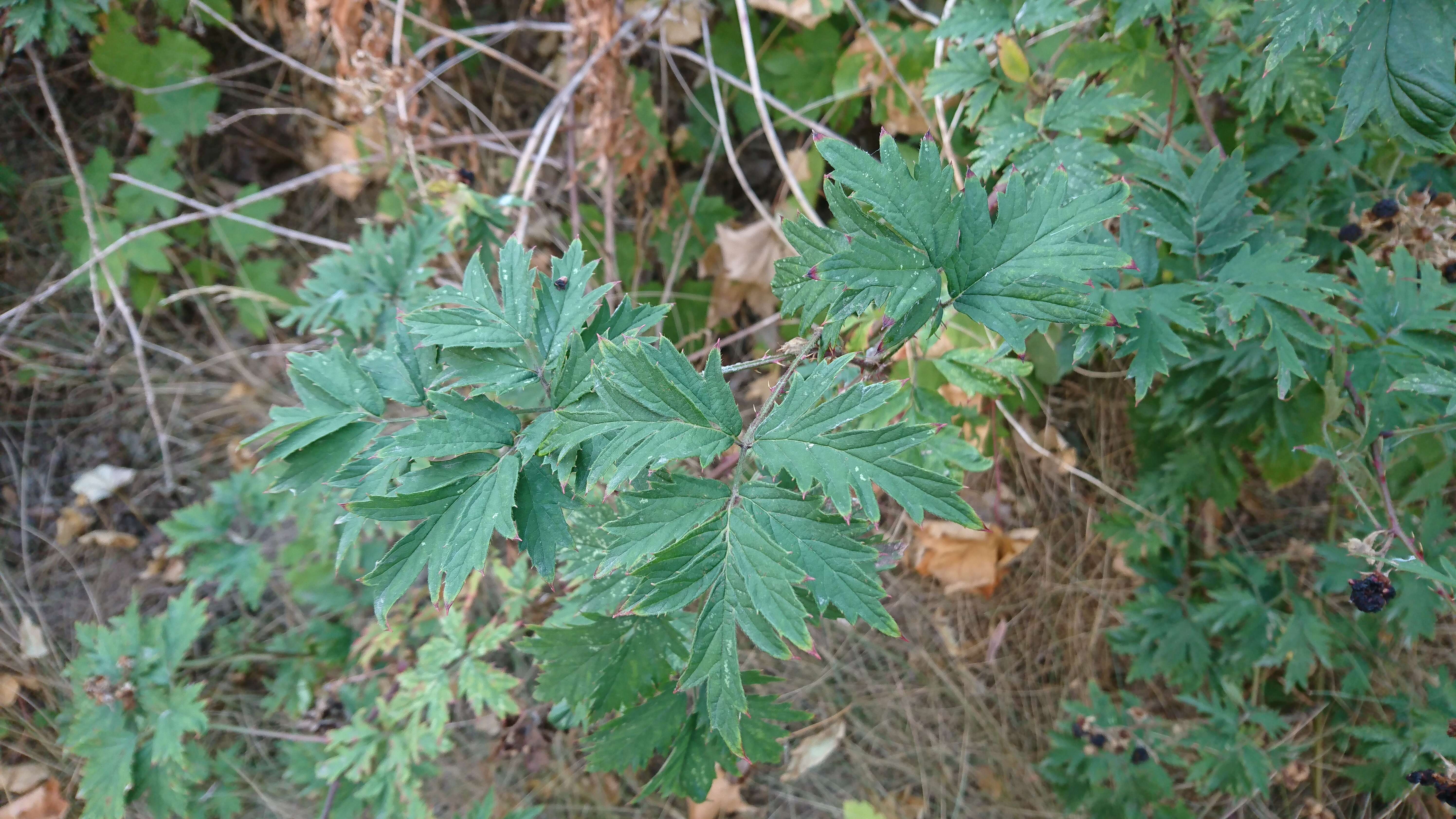 Image of cut-leaved bramble