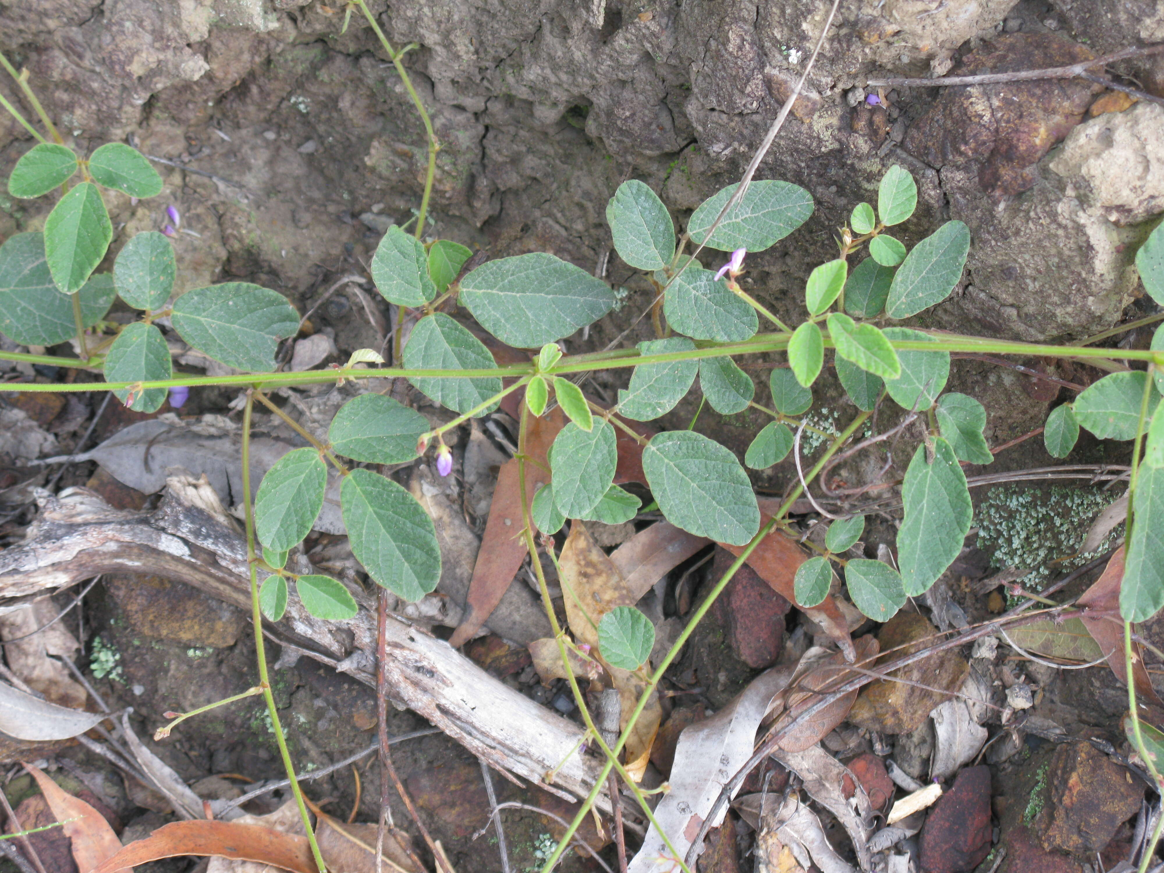 صورة Desmodium rhytidophyllum Benth.