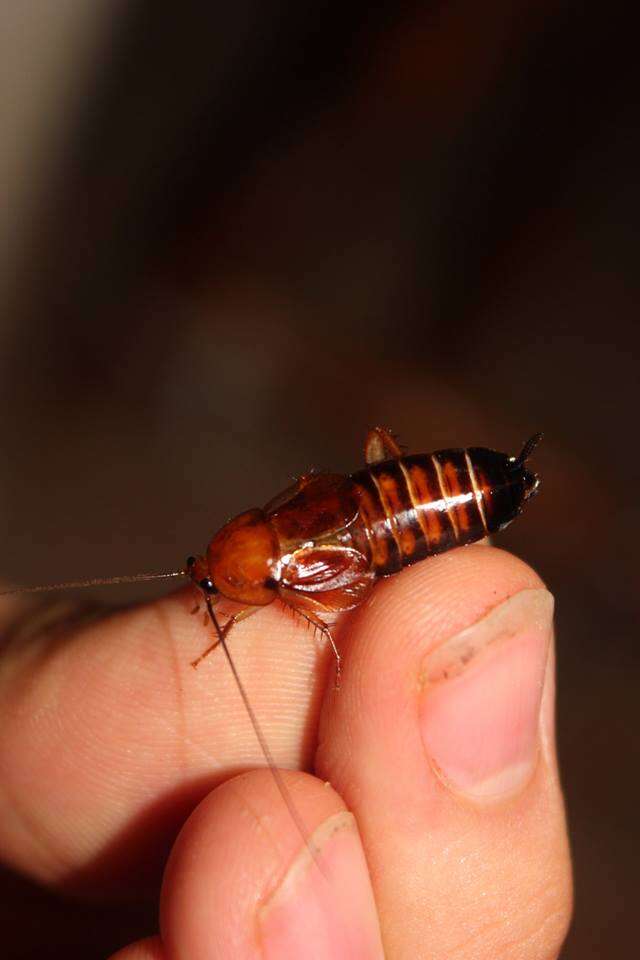 Image of Broad Wood Cockroach