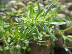 Plancia ëd Galium aparine L.