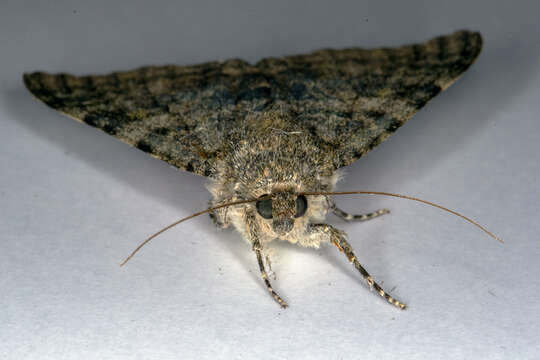 Image of french red underwing