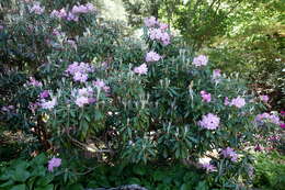 Image of Rhododendron smirnowii Trautv.