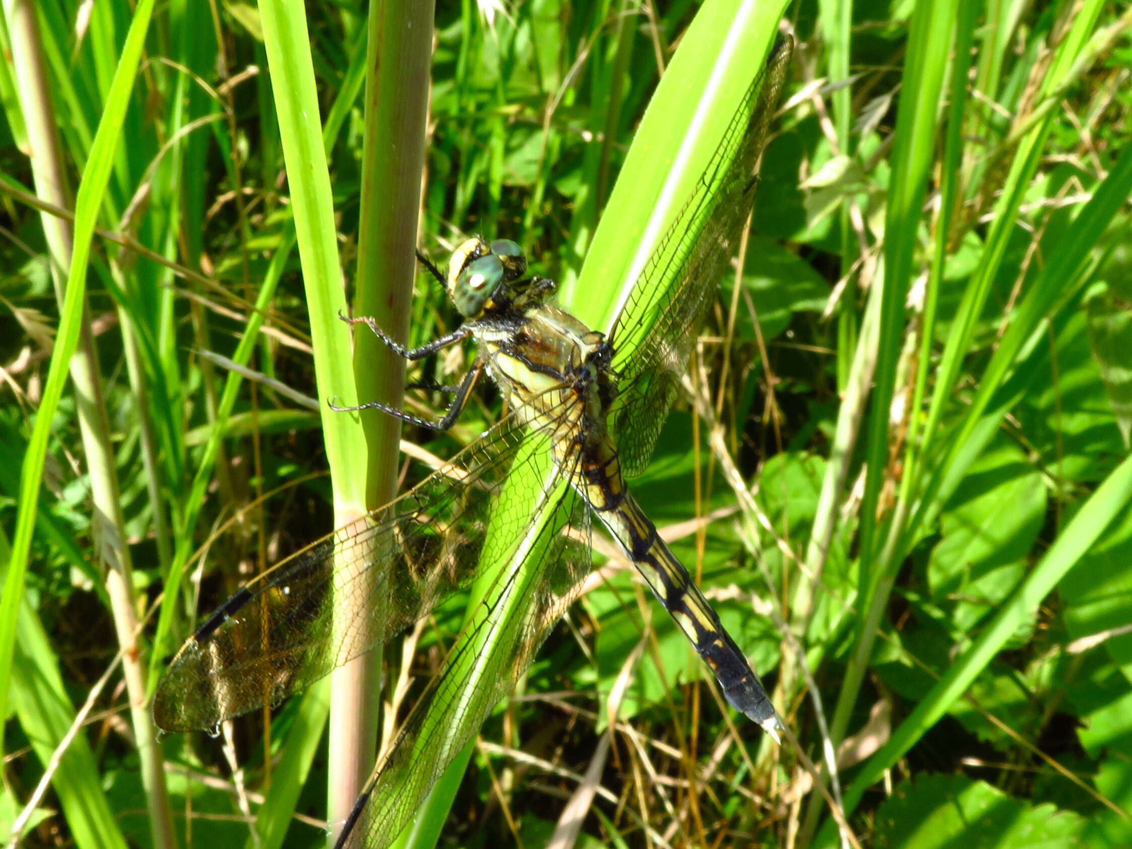 Sivun Orthetrum albistylum (Selys 1848) kuva