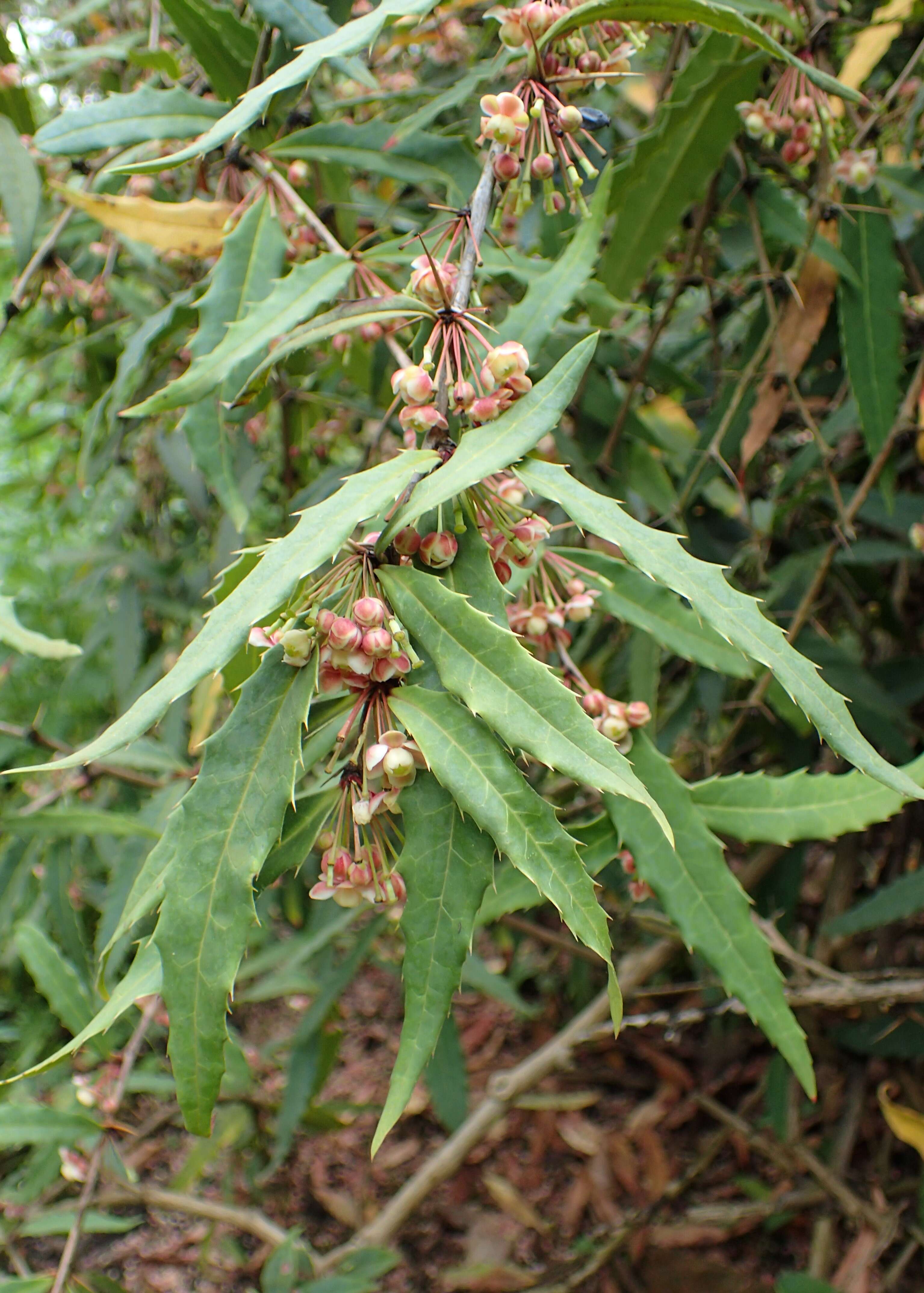 Image of Berberis veitchii C. K. Schneid.