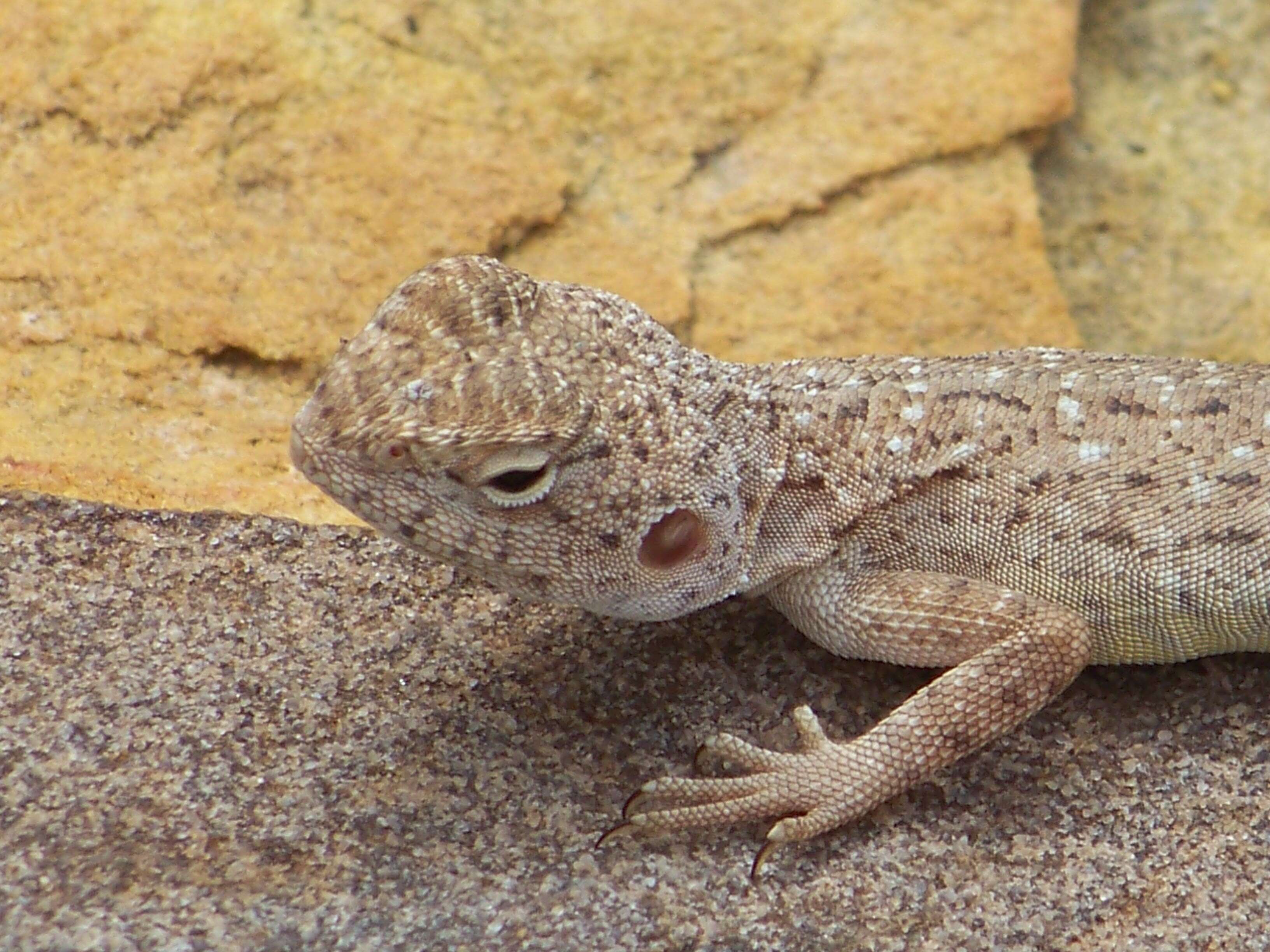 Image of Ring-tailed dragon