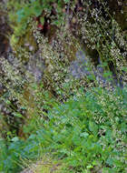Image of crevice alumroot