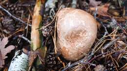 Image of birch polypore