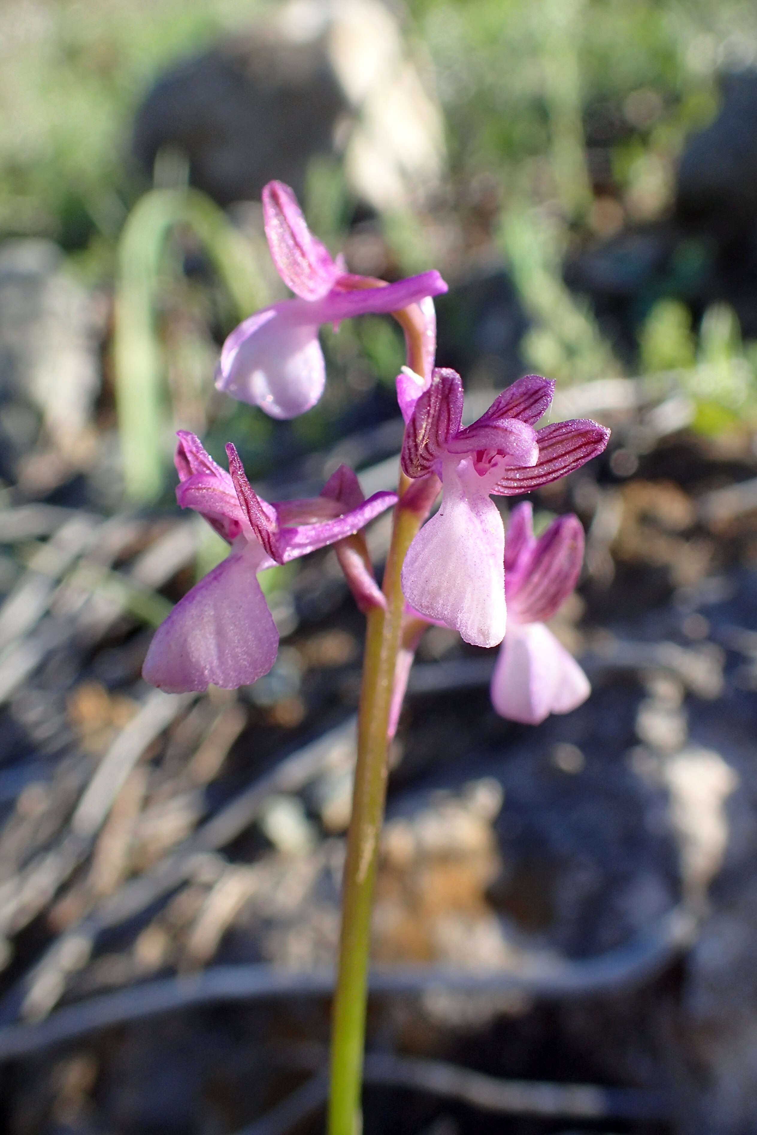 Image of Anacamptis morio subsp. syriaca (E. G. Camus) H. Kretzschmar, Eccarius & H. Dietr.