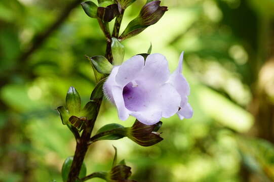 Image of Canterbury bells