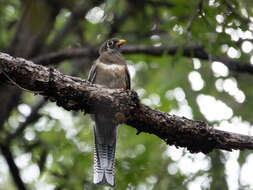 Imagem de Trogon elegans Gould 1834