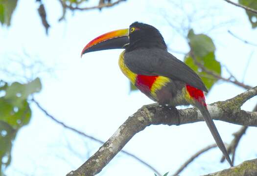 Image of Fiery-billed Aracari