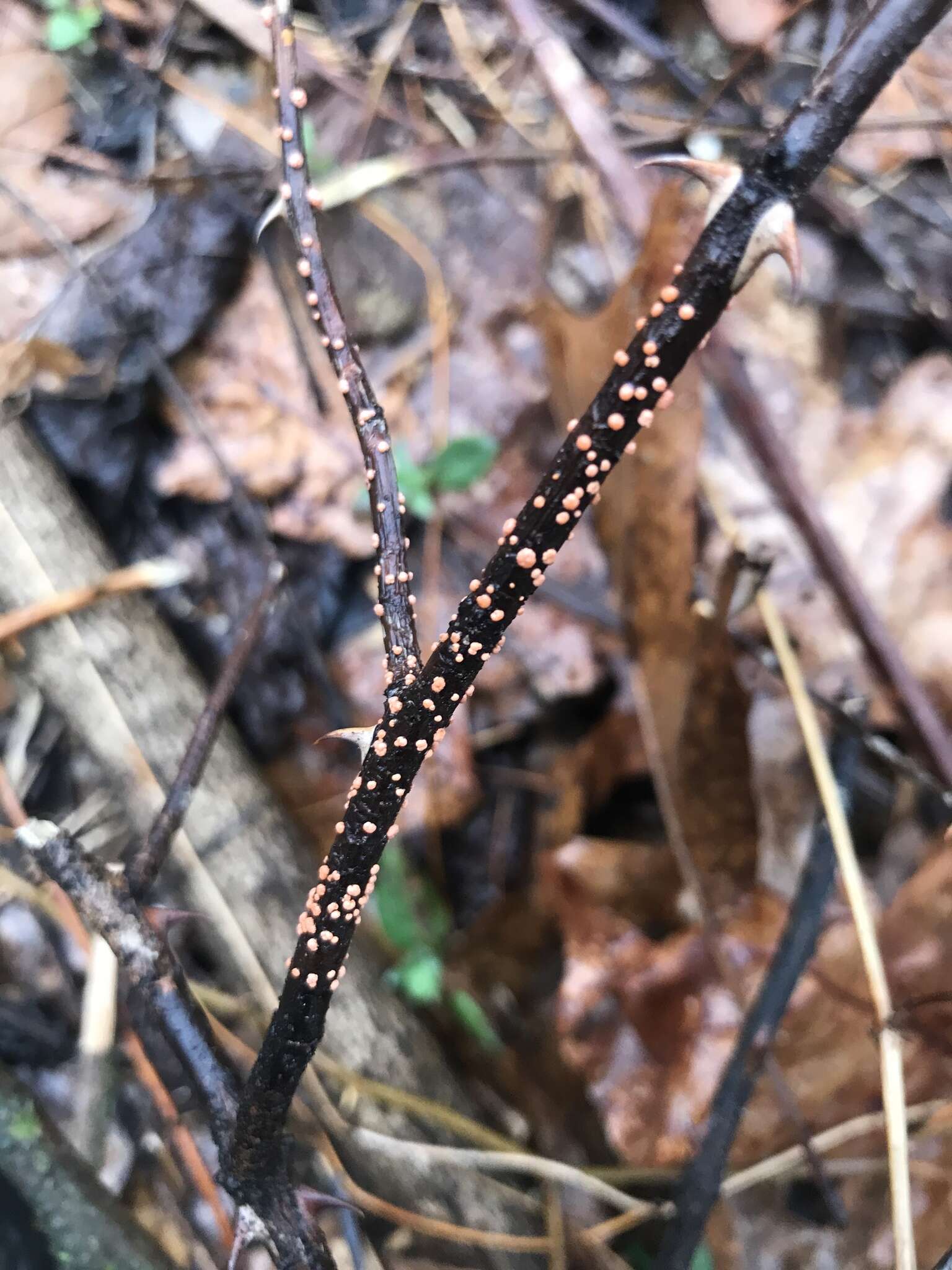 Image of Nectria cinnabarina (Tode) Fr. 1849